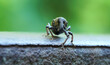 Nahansicht eines Käfers - Gefurchter Lapprüssler