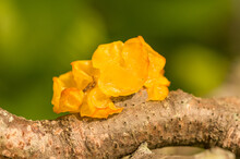Yellow Jelly Fungus On A Branch