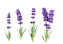 Lavender Flower Plants Isolated White Background