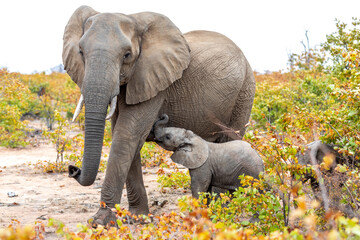 elephant mother and baby on a nature in south africa.