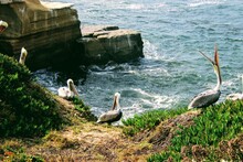  Pelicans Rock By Sea