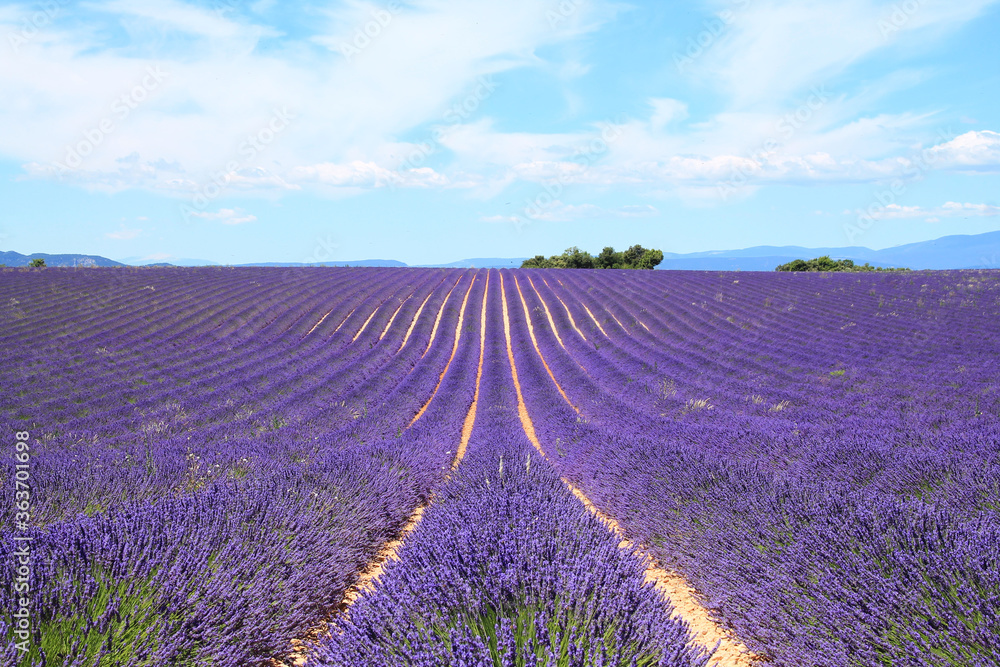The amazing lavender field at Valensole in the gorgeous provence region in France
 - obrazy, fototapety, plakaty 