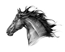 Art Side View Monochrome Isolated Portrait Of Animal Horse