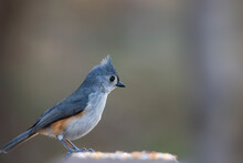Close Up Shot Of Tufted Titmouse
