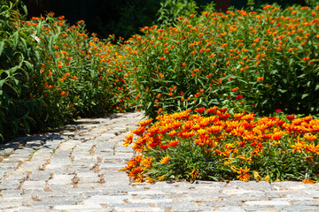 Beautiful flowerbed with colorful yellow and orange flowers on side of road