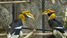 Portrait Of The The Great Hornbill In The Cage. Buceros Bicornis, Also Known As The Concave - Casqued Hornbill, Great Indian Hornbill.