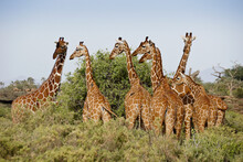 Group Of Reticulated Giraffes Browsing, Samburu Game Reserve, Kenya