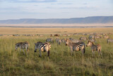 Fototapeta Sawanna - Burchell's (common or plains) zebra grazing on plain (Oloololo/Oldoinylo/Siria Escarpment in background), Masai Mara Game Reserve, Kenya