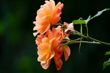 Close up of a beautiful flower in the garden at summer time