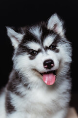 Wall Mural - Cute fluffy husky puppy with tongue tot  hanging out on a dark background. Black and white husky puppy with an evil mask. Puppy studio portrait