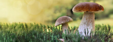 Two Cep Mushrooms Growing In The Moss In Forest In Panoramic View