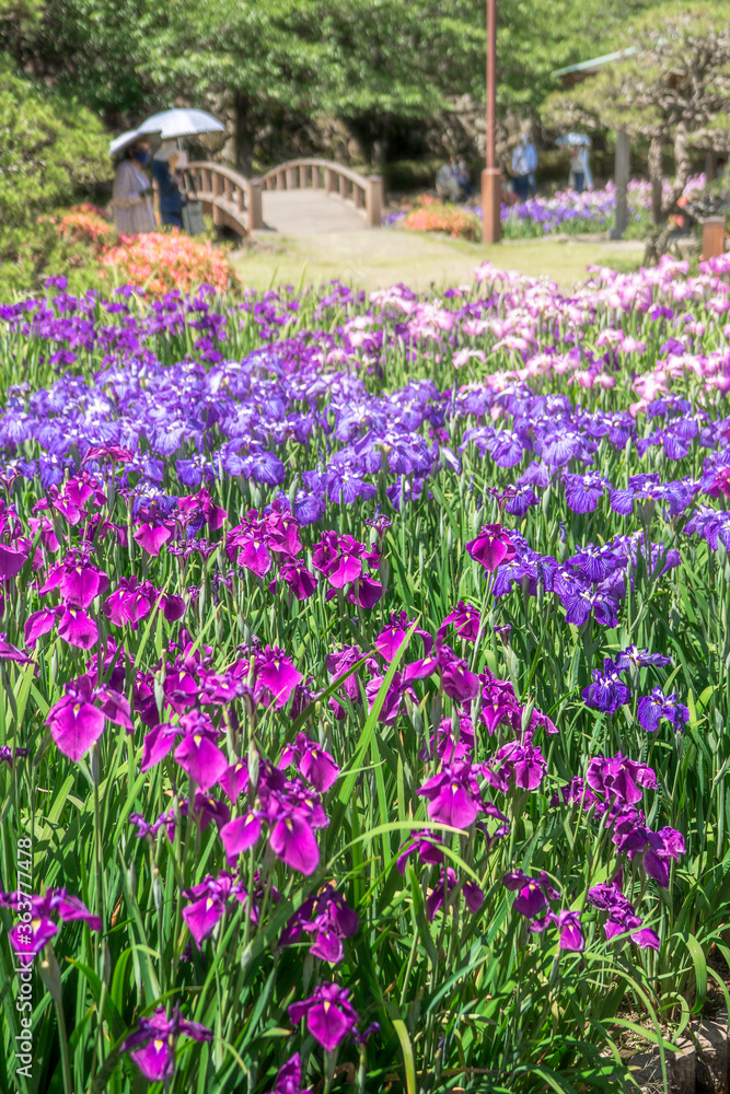 大村公園の花菖蒲 長崎県大村市の風景 Pejzaz Naklejki Ecowall24 Pl 大村公園の花菖蒲 長崎県大村市の風景 Pejzaz Naklejki Ecowall24 Pl