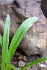 Wall Mural - Natural leaves background of Hippeastrum or Amaryllis in rock garden.