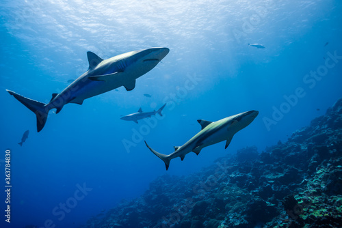 海面下間近を泳ぐオグロメジロザメ Carcharhinus Amblyrhynchos グレーリーフシャークとも呼ばれる ミクロネシア連邦ヤップ島 Stock 写真 Adobe Stock