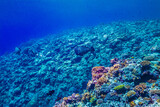 Fototapeta Fototapety do akwarium - 海洋底に続くサンゴ礁の斜面。ブルーバック。ミクロネシア連邦ヤップ島