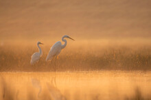 Great Egrets Fishing At Sunrise