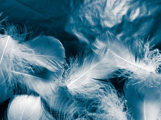 Beautiful abstract colorful white and blue feathers on black background and soft white feather texture on blue pattern and blue background, feather background, blue banners