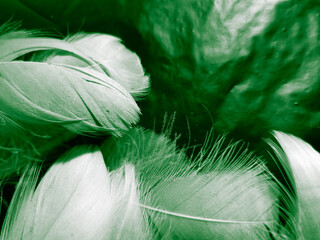 Beautiful abstract white and green feathers on black background and soft white feather texture on white pattern and green background, feather background, green banners