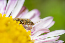 Close-up Of False Chinch Bug Insect On Purple Flower
