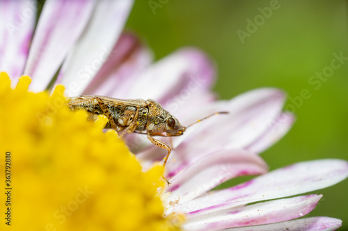 Fotografía Close-up Of False Chinch Bug Insect On Purple Flower
