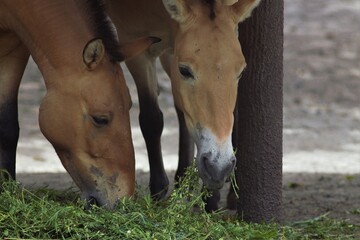 Animals at the Kyiv Zoo