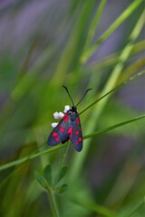 Sticker - butterfly on a flower