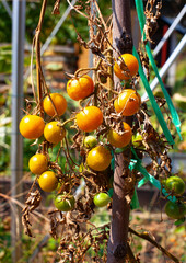 Organic cherry tomatoes growing in the garden