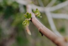 Closeup Of Tree Branch Sprout In Spring