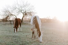 Picture Of Two Beautiful Horses Grazing Against The Sunlight