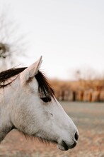 Vertical Closeup Of A Beautiful White Horse In The Field
