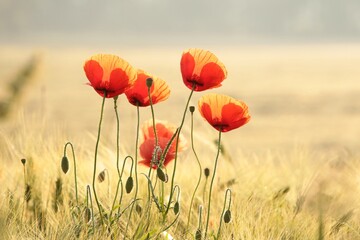 Fotomurales - Poppies in the field at sunrise