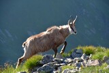 Fototapeta Zwierzęta - Kozice w Tatrach Zachodnich, liczenie kozic w Tatrach
