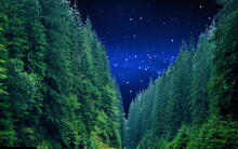 Forest In The Night