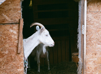 Wall Mural - goat profile in the doorway