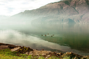 Early morning with light fog by a mountain Italian lake with a family of ducks.