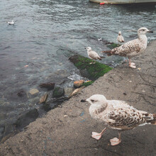 Seagulls On The Pier With Istanbul Siluet