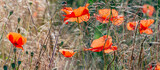 Fototapeta Krajobraz - red poppies on a field close up