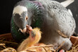 homing pigeon feeding corp milk to hatch in nest