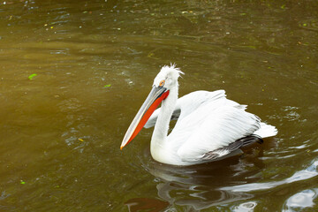 wild white pelican with feathers and wings and an orange beak on the surface of a lake in the wild. the sun reflects on the water