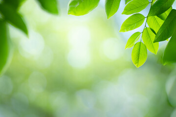 Wall Mural - Fresh green leaf in sunny day for nature background with copy space.