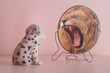 © fabio - Cute little dog looks in the mirror and sees himself reflected like a lion. Self-confidence concept. Business or personal growth or dalmatian's attitude