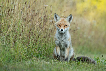 Wall Mural - young female red fox sitting in a field with long grass in the background.