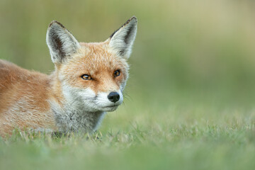 Wall Mural - young female red fox headshot with green grass in the foreground and background.
