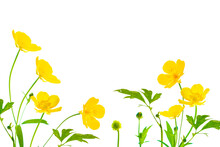 Yellow Wildflowers Buttercup Isolated On White Background.