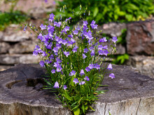 Blue Flowers Of Campanula Rotundifolia. Wild Flowers And Herbs In Landscape Design.