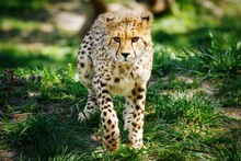 Portrait Of Cheetah Walking On Grassy Field