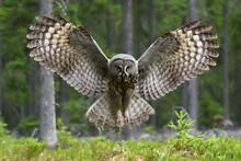 Great Grey Owl Wingspread In Forest