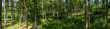 Beech woods panorama with abundant greenery and sun shining on the forest floor. European greenwood scene with lively colors in bright daylight.