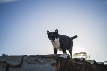 Wall Mural - Low angle shot of black and white cat on a roof under a blue sky