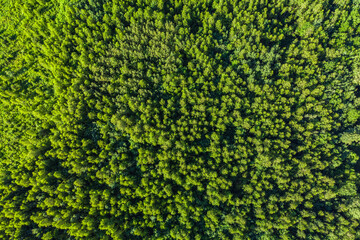 Wall Mural - Aerial top view of summer green trees in forest.